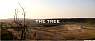 mdtree001.jpg