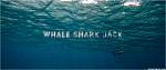 ewshark01.jpg