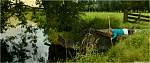 ybfrog006.jpg